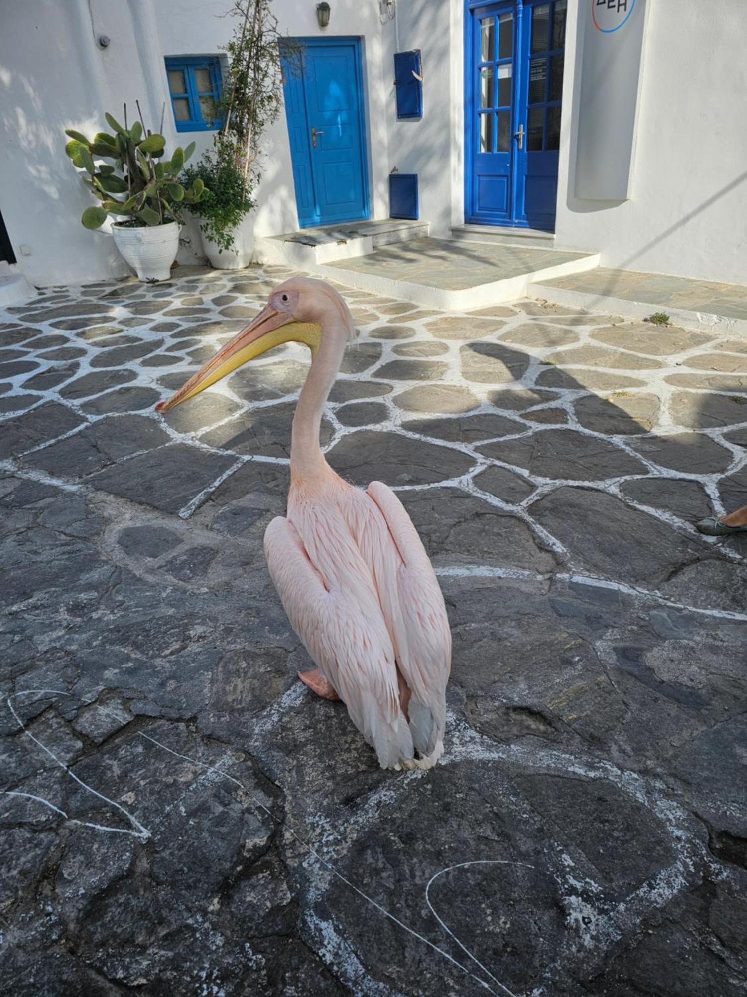 Solo Appartement Mykonos Town